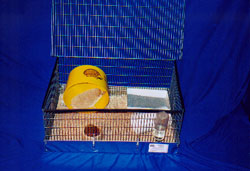 Custom Designed Hedgehog Cage Set Ups are Both Practical ...