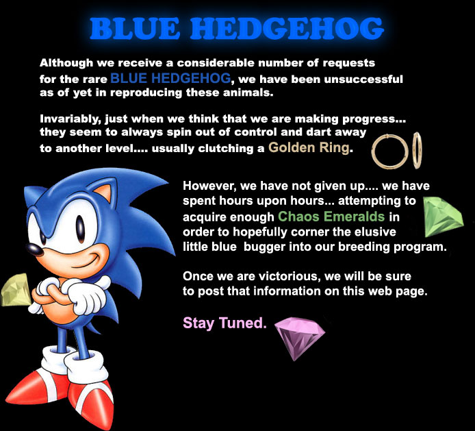 Blue Hedgehog - HEDGEHOGS by Vickie