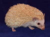 Cinnicot Hedgehog - HEDGEHOGS by Vickie