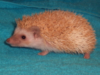 Cinnicot Hedgehog - HEDGEHOGS by Vickie