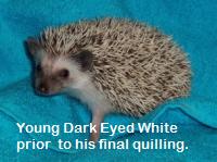 Dark Eyed White Hedgehogs