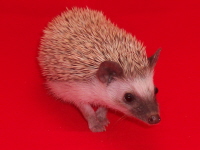 Oak Brown Hedgehogs - HEDGEHOGS by Vickie