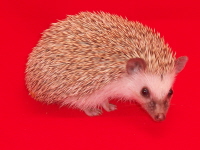 Oak Brown Hedgehogs - HEDGEHOGS by Vickie