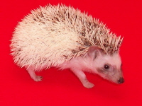 Pinto Hedgehog - HEDGEHOGS by Vickie