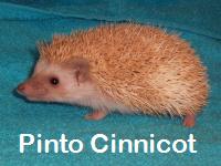 Pinto Cinnicot Hedgehog - HEDGEHOGS by Vickie