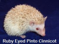 Ruby Eyed Pinto Cinnicot Hedgehog - HEDGEHOGS by Vickie
