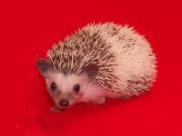 Pinto Hedgehog - HEDGEHOGS by Vickie