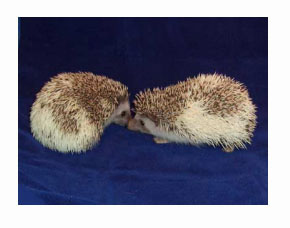 Pinot Hedgehog - HEDGEHOGS by Vickie