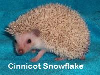Cinnicot Snowflake Hedgehog - HEDGEHOGS by Vickie