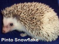 Pinto Snowflake Hedgehog - HEDGEHOGS by Vickie