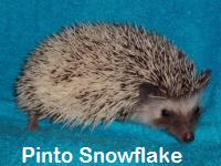 Pinto Snowflake Hedgehog - HEDGEHOGS by Vickie