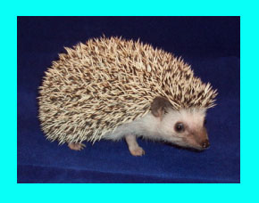 Snowflake Hedgehog - - HEDGEHOGS by Vickie