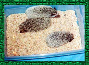 Litter of Snowflake Hedgehogs - HEDGEHOGS by Vickie