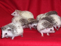 Tobiano Pinto Hedgehogs - HEDGEHOGS by Vickie