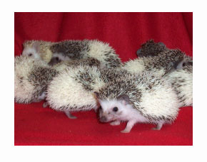 Tobiano Pinto Hedgehog - HEDGEHOGS by Vickie