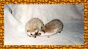 HEDGEHOGS by Vickie