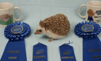 Champion Hedgehog Camilla - Hedgehogs by Vickie