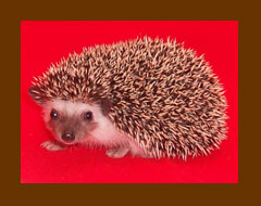 Hedgehog-Image
