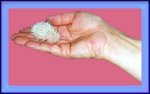 Baby Hedgehogs for Sale - Hedgehogs by Vickie