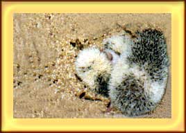 Baby Hedgehogs for Sale - Hedgehogs by Vickie