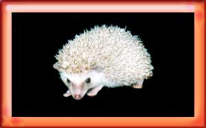Baby Hedgehogs for Sale - Hedgehogs by Vickie