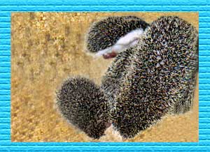 Baby Hedgehogs for Sale - Hedgehogs by Vickie