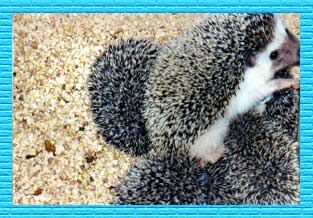 Baby Hedgehogs for Sale - Hedgehogs by Vickie