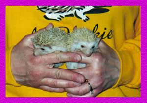 Baby Hedgehogs for Sale - Hedgehogs by Vickie