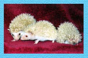 Baby Hedgehogs for Sale - Hedgehogs by Vickie