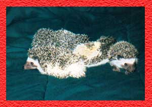 Baby Hedgehogs for Sale - Hedgehogs by Vickie