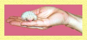 Cute Baby Hedgehogs for Sale - Hedgehogs by Vickie