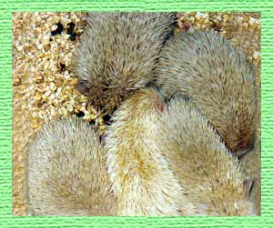 Baby Hedgehogs for Sale - Hedgehogs by Vickie