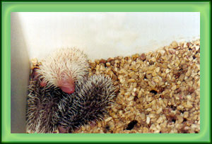 Baby Hedgehogs for Sale - Hedgehogs by Vickie