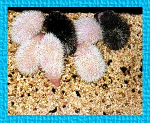 Adorable Baby Hedgehogs for Sale - Hedgehogs by Vickie