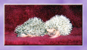 Baby Hedgehogs for Sale - Hedgehogs by Vickie