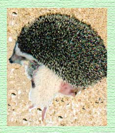 Hedgehogs for Sale - Hedgehogs by Vickie