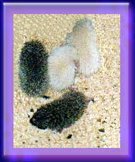 Baby Hedgehogs for Sale - Hedgehogs by Vickie