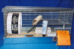 Hedgehogs and Hedgehog Cages for Sale - Hedgehogs by Vickie