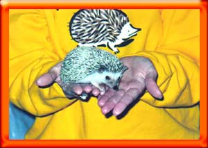 Taking care of a hedgehog - HEDGEHOGS by Vickie