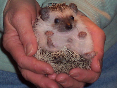 baby hedgehogs for sale