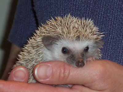 baby hedgies for sale