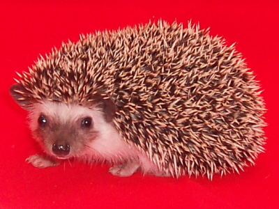 baby hedgehog for sale