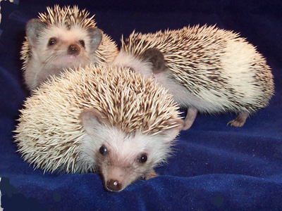 fancy hedgehogs for sale