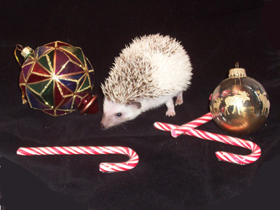 Christmas hedgehogs for sale