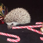 Christmas hedgehogs for sale